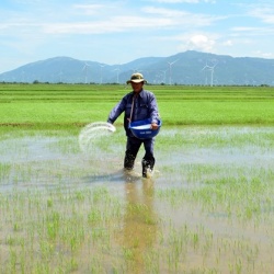 Ninh Thuận: Hướng đi đầy triển vọng từ sản xuất lúa hữu cơ